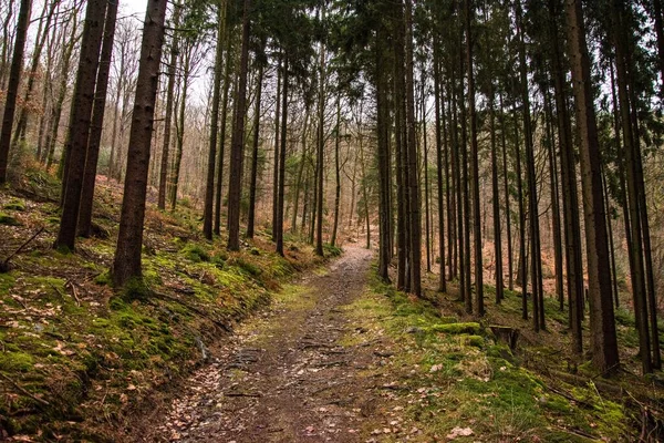 Egy Gyönyörű Kép Egy Ösvényről Egy Erdőben Magas Fákkal — Stock Fotó