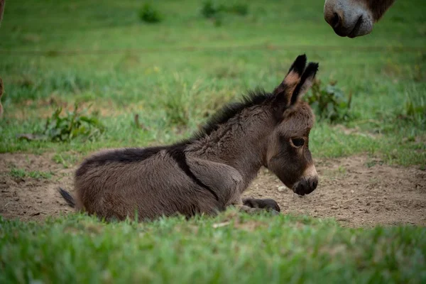 Closeup North American Baby Donkey Green Background — Stock Photo, Image