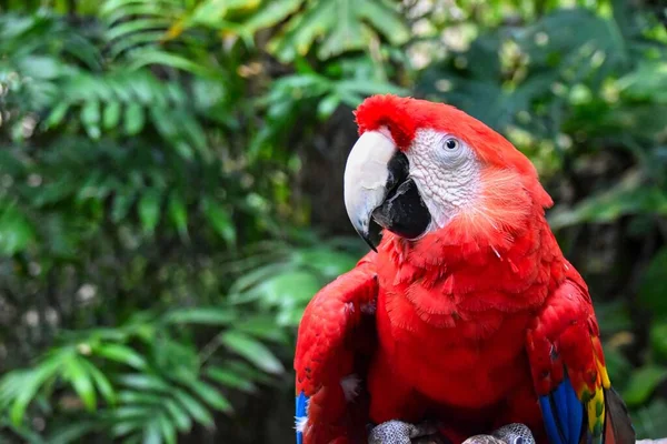Papagaio Macaúba Colorido Ara Macao Com Árvores Fundo Desfocado — Fotografia de Stock