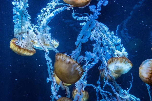 Close Shot Jellyfish Underwater — Stock Photo, Image