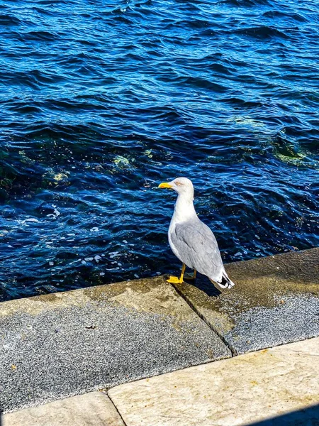 海鸥站在岩石边缘的海鸥 从蓝色的水面向外张望 — 图库照片