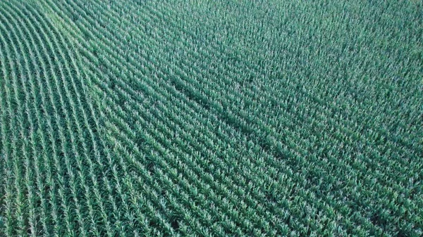 Дронний Знімок Зеленого Кукурудзяного Поля Круто Тла — стокове фото