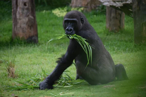 Lustiger Gorilla Sitzt Auf Dem Gras Und Frisst Eine Pflanze — Stockfoto