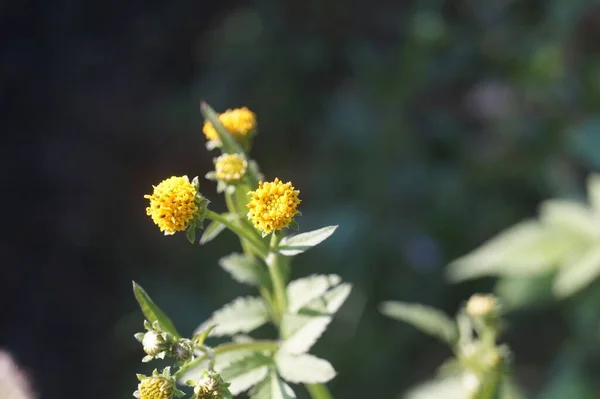 Zbliżenie Kwiatu Black Jack Słońcu — Zdjęcie stockowe