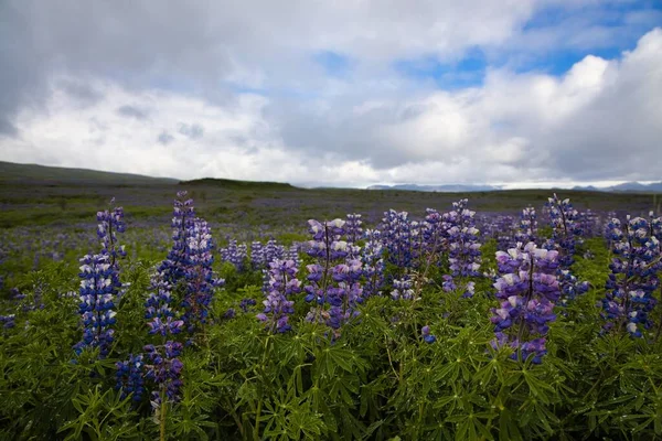 Pohled Krásné Lupičské Květinové Pole Pod Modrou Oblačnou Oblohou Při — Stock fotografie
