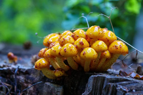在一片模糊的森林里 一个生长在破碎树干上的金黄色花冠真菌的特写镜头 背景模糊不清 — 图库照片