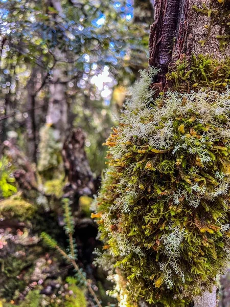 Eine Vertikale Aufnahme Von Moos Und Pilzen Auf Einer Baumrinde — Stockfoto