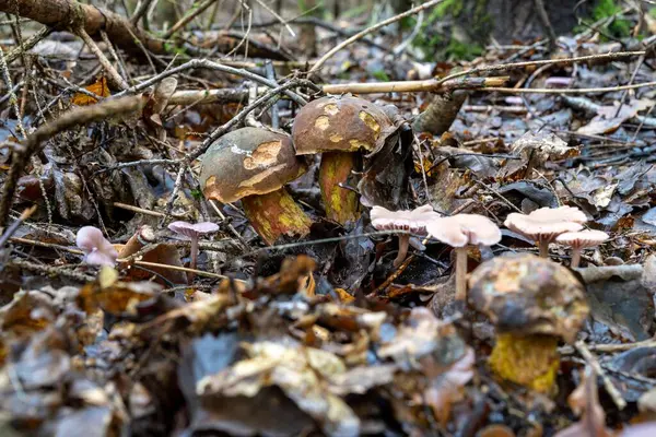 Selektiver Fokus Eines Steinpilzes Einem Wald Der Von Trockenen Blättern — Stockfoto