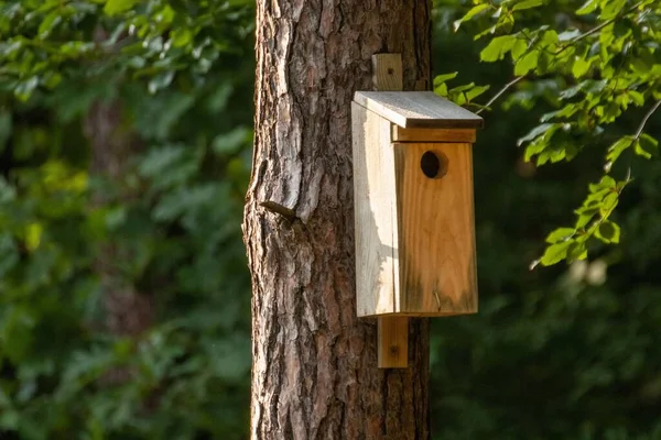 树干上的木制鸟舍 — 图库照片