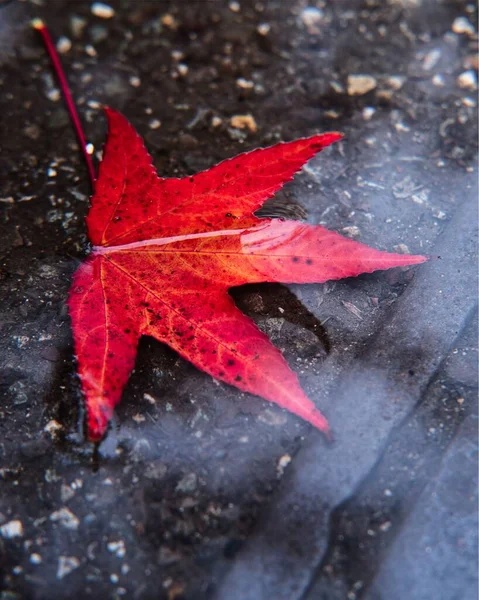 秋の日中に森の中に赤い葉の垂直ショット — ストック写真