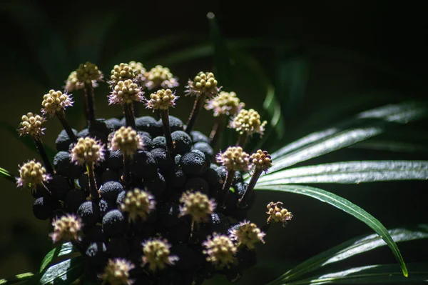 Eine Nahaufnahme Der Tropischen Pflanzen Garten — Stockfoto