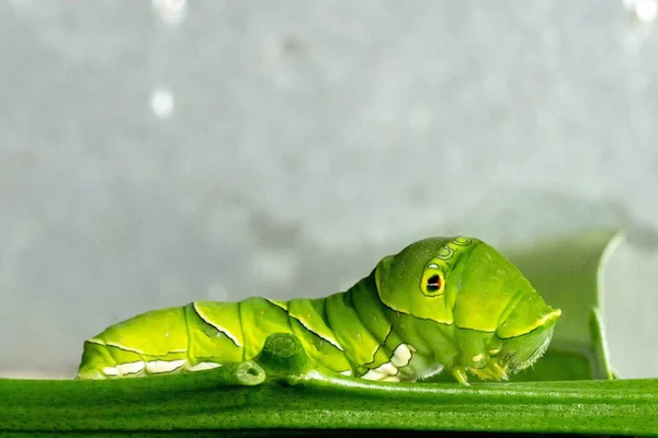 Closeup Green Caterpillar Plant Stem — Stock Photo, Image