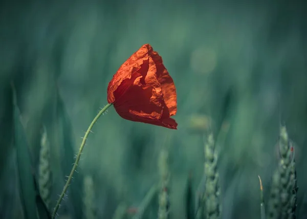 Kırmızı Gelincik Çiçeğinin Tarlada Açtığı Yakın Plan Bir Fotoğraf — Stok fotoğraf