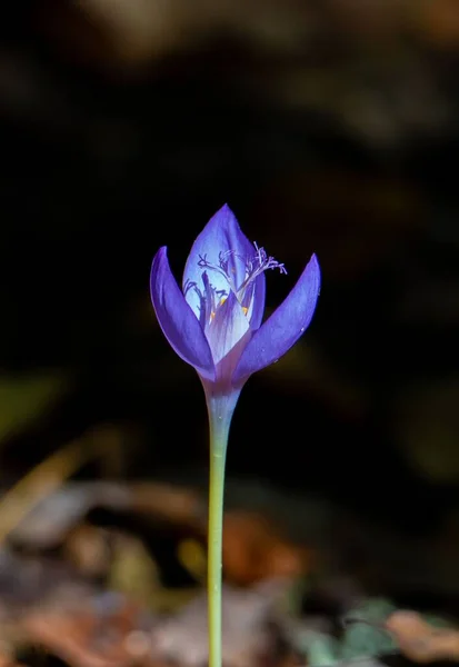Eine Nahaufnahme Der Blume Crocus Banaticus — Stockfoto