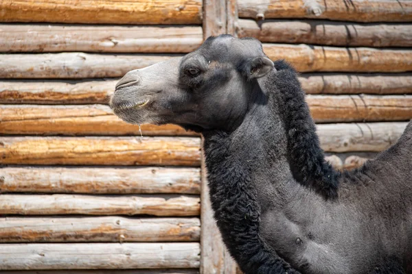 Крупный План Черного Верблюда Фоне Деревянного Забора Ереванском Зоопарке — стоковое фото