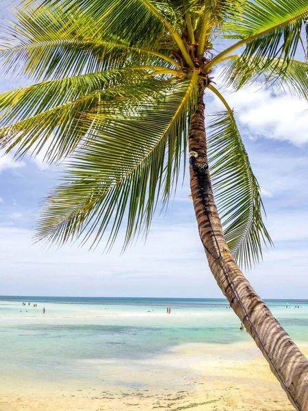 Eine Vertikale Aufnahme Einer Palme Strand Einem Sonnigen Tag Mit — Stockfoto