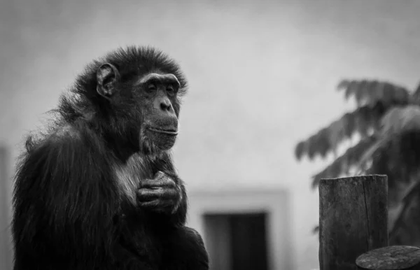Ένα Κοντινό Πλάνο Ενός Όμορφου Χιμπατζή Που Κάθεται Στο Ξύλο — Φωτογραφία Αρχείου