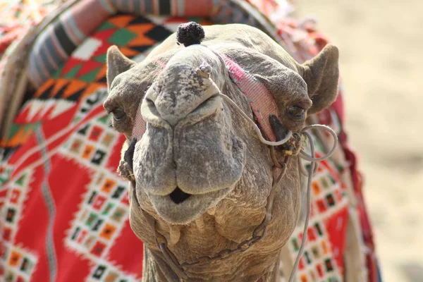 낙타의 머리가 — 스톡 사진