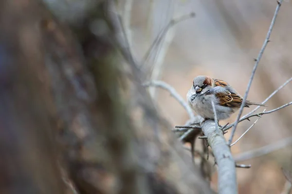 Bir Ağaç Dalına Tünemiş Bir Serçesi Kuşunun Yakın Plan Çekimi — Stok fotoğraf