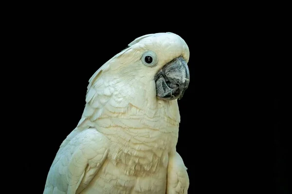 一只白色鹦鹉Cacatua Alba的特写 在黑色背景下捕捉到 — 图库照片
