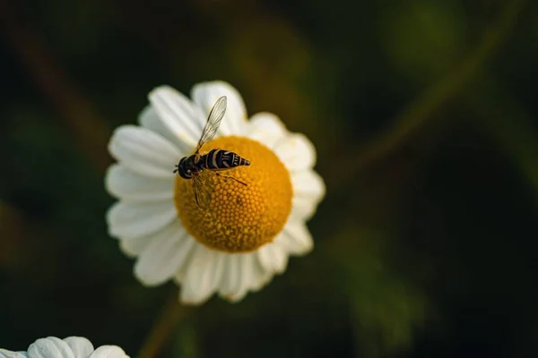 在模糊的背景下 从花园的洋甘菊中采集花粉的蜜蜂的特写镜头 — 图库照片