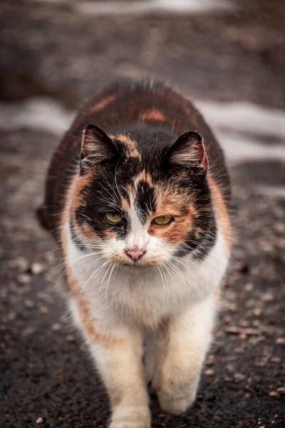 Eine Vertikale Nahaufnahme Der Flauschigen Calico Katze Felis Catus Die — Stockfoto