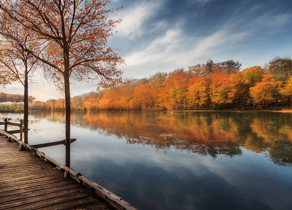 Der Blick Auf Bäume Die Sich Einem Bewölkten Herbsttag Auf — Stockfoto