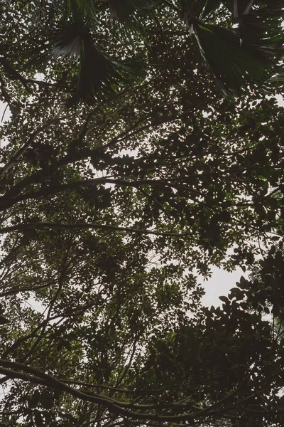 Ein Schöner Blick Auf Frische Grüne Blätter Auf Zweigen Wald — Stockfoto