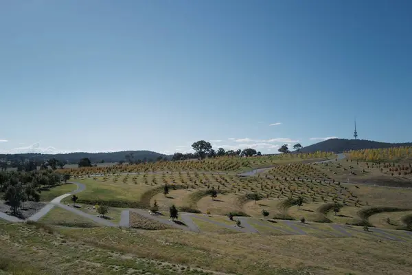 Vista Degli Alberi Nel Campo Verde National Arboretum Canberra Australia — Foto Stock