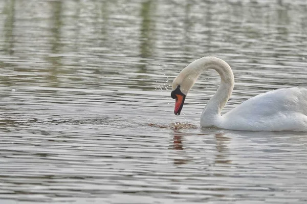 反射のある湖の白鳥 — ストック写真
