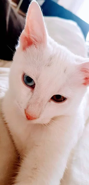 Divoké Bílé Khao Manee Kotě Kočka Heterochromem — Stock fotografie