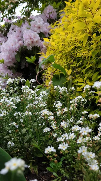 stock image A beautiful shot of colorful flowers in a garden