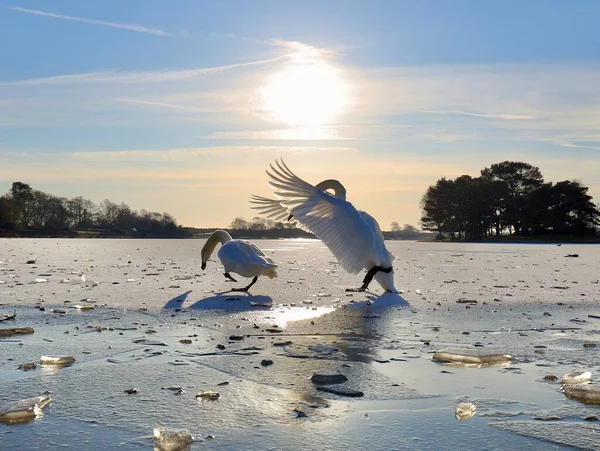 Прекрасная Пара Лебедей Замерзшем Озере — стоковое фото