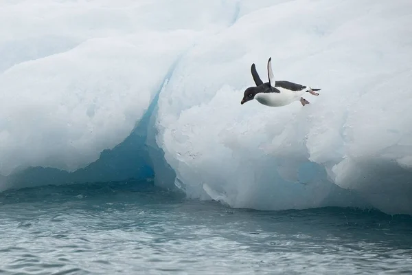 Primo Piano Piccolo Pinguino Arctica Adelie Pygoscelis Adeliae Che Salta — Foto Stock
