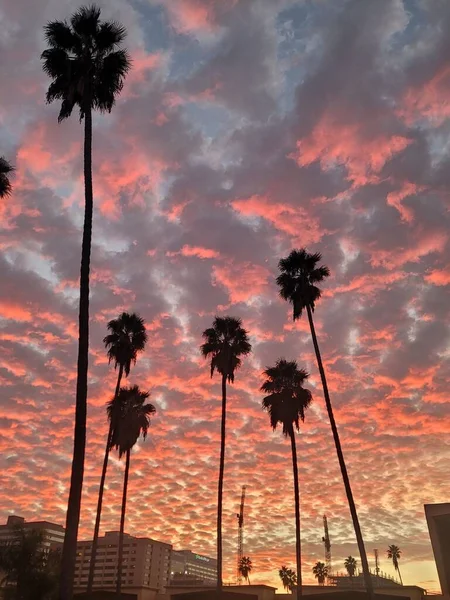 Arka Planda Turuncu Gökyüzü Olan Güzel Palmiye Ağaçlarının Dikey Görüntüsü — Stok fotoğraf