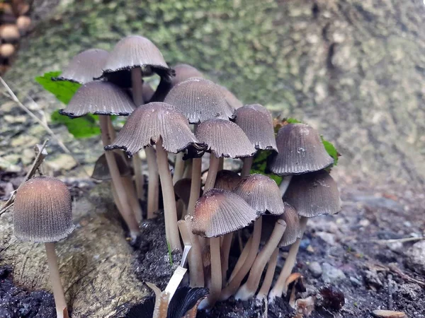 森林里漂亮的蘑菇集合 — 图库照片