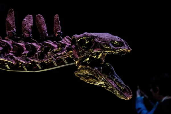 Siyah Arka Planda Bir Dinozor Kafatasının Yakın Çekimi — Stok fotoğraf