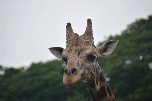 Снимок Милого Жирафа Естественной Среде Обитания — стоковое фото