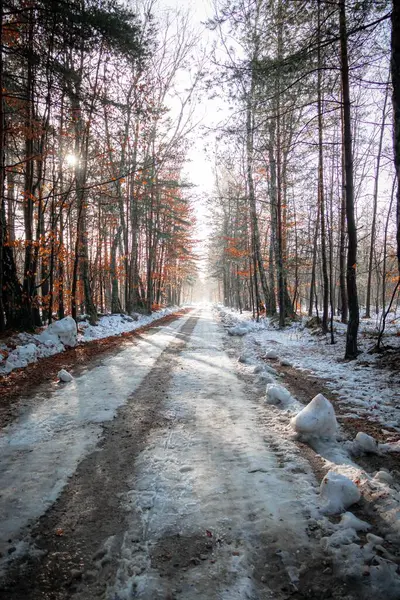 Ormanda Karlı Bir Patika Kışın Uzun Ağaçlar Dikey Çekim — Stok fotoğraf