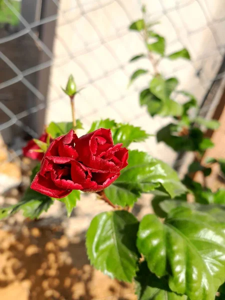 Primer Plano Vertical Una Rosa Roja Creciendo Jardín Luz Del — Foto de Stock