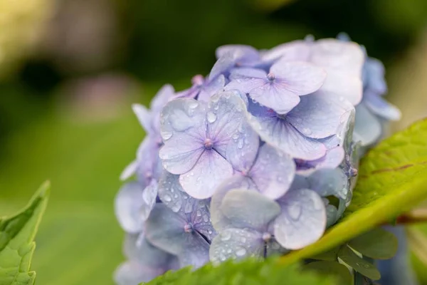 Garden Blue Hydrangea Morning Dew — Stock Photo, Image