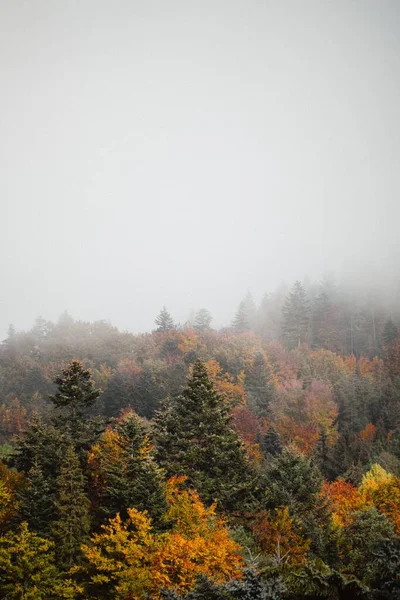 一片秋天的森林 五彩斑斓的树木消失在雾气中 垂直着 — 图库照片