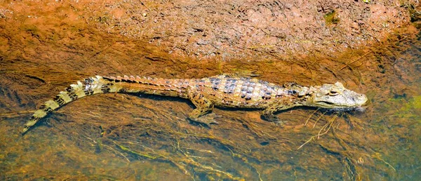 Ein Panoramabild Eines Krokodils Wasser — Stockfoto
