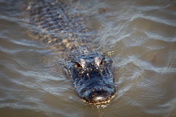 Een Alligator Drijvend Het Meer Louisiana Verenigde Staten — Stockfoto