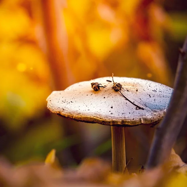 Closeup Shot Mushroom Forest — Stock Photo, Image