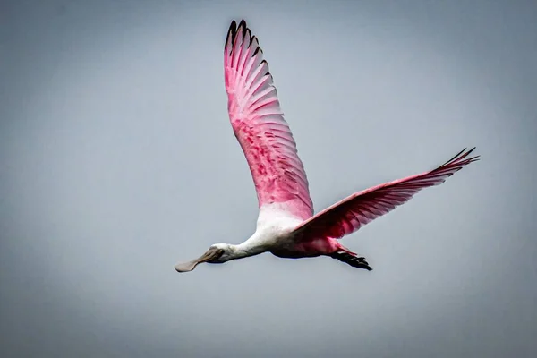 曇り空の日に翼を広げて飛ぶピンク色のローズベートスプーンビルの鳥のクローズアップショット — ストック写真