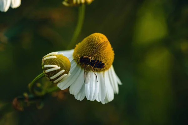 背景にぼやけた庭のカモミールから花粉を集める蜂のクローズアップ — ストック写真
