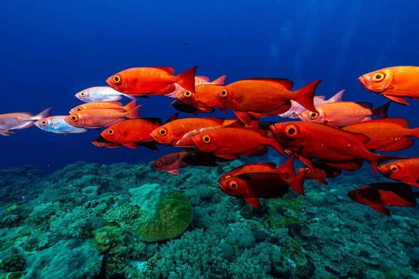 Школа Рыб Быков Плавающих Вокруг Кораллов Чистой Морской Воде — стоковое фото