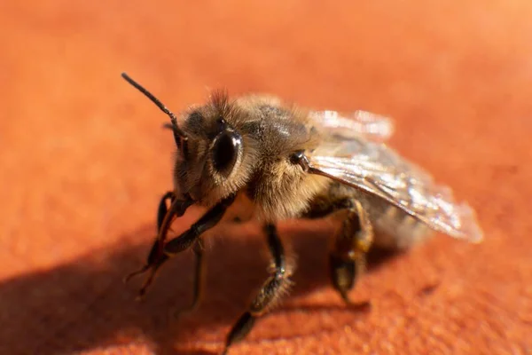 Méhecske Közelsége Narancssárga Felületen Napfény Alatt Homályos Háttérrel — Stock Fotó