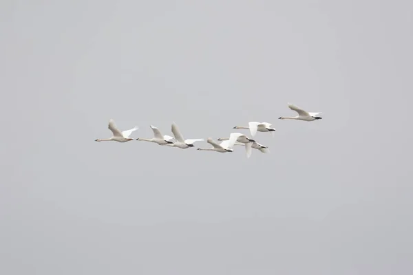 Grupo Cisnes Trompetista Cygnus Bucinador Voando Céu — Fotografia de Stock